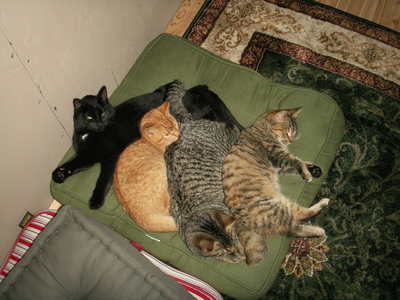 anagama kiln's cats
