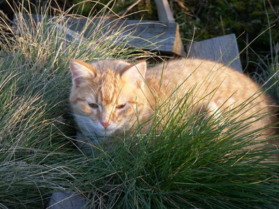 anagama kiln's cats