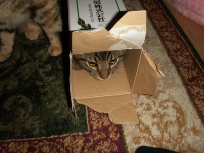 anagama kiln's cats
