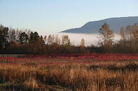 firing sunrise with fog