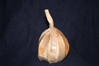 stomach bottle