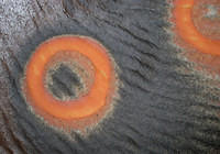 Cherio Bowl Detail